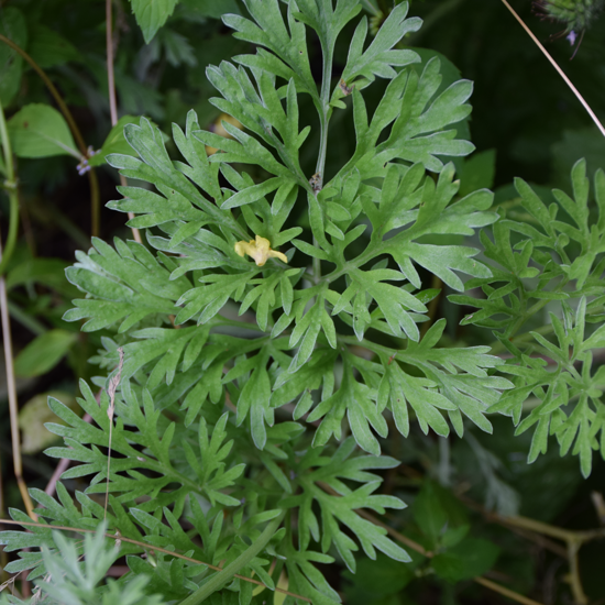 Image de Absinthe - Artemisia absinthium