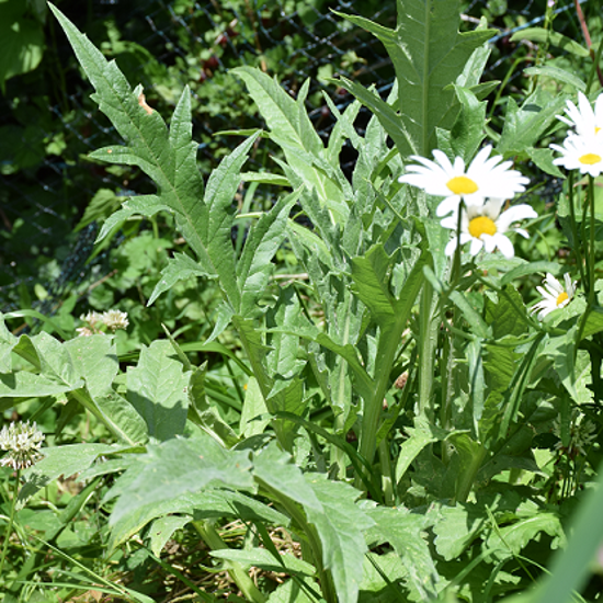 Image de Artichaut gros vert de Laon - Cynara scolymus