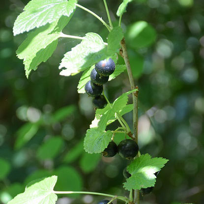 Image de Cassis 'Titania'- Ribes nigrum