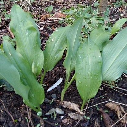 Image de Ail des ours - Allium ursinum (bulbe raciné)