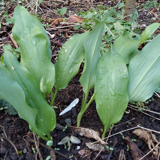 Image de Ail des ours - Allium ursinum (bulbe raciné)