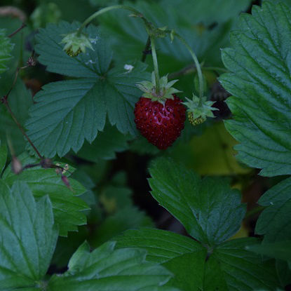 Image de Fraisiers des bois - Fragaria vesca