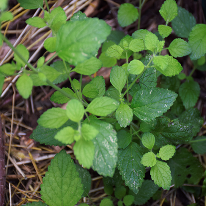 Image de Mélisse citronnelle - Melissa officinalis