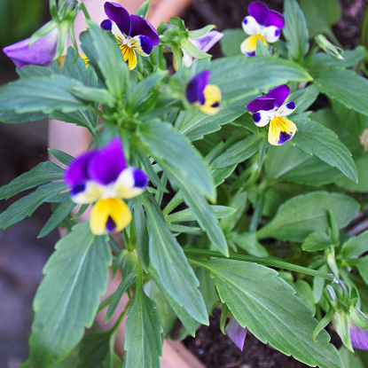 Image de Pensées sauvages - Viola tricolore
