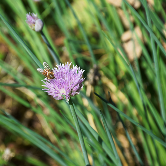 Image de Ciboulette - Allium schoenoprasum