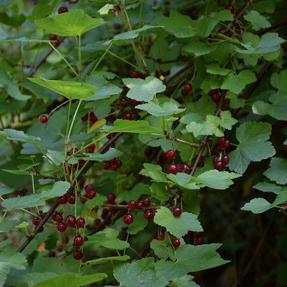 Image de Groseillier à grappe rouge - Ribes rubrum