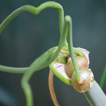 Image de Oignon rocambolle  - Oignon égyptien - Allium cepa proliferum