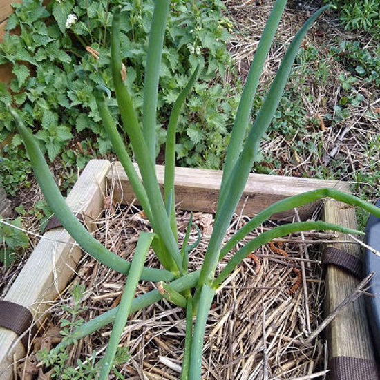 Image de Ciboule - Allium fistulosum