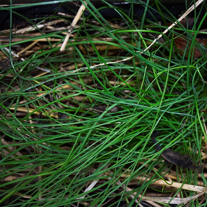 Image de Ciboule de chine - Allium tuberosum