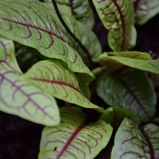 Image de Oseille sanguine - Rumex sanguineus - "salade vivace"