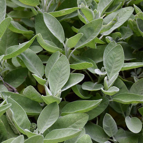Image de Sauge officinale - Salvia officinalis