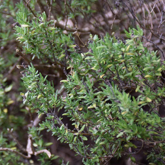 Image de Thym commun compact - Thymus vulgaris 'compactus'