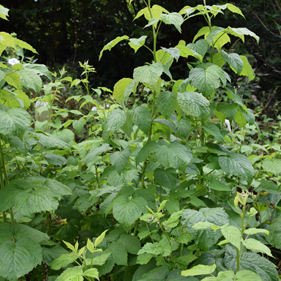 Image de Framboisier 'september' - Rubus idaeus