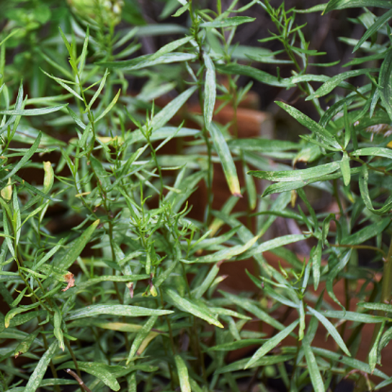 Image de Estragon français - Artemisia dracunculus
