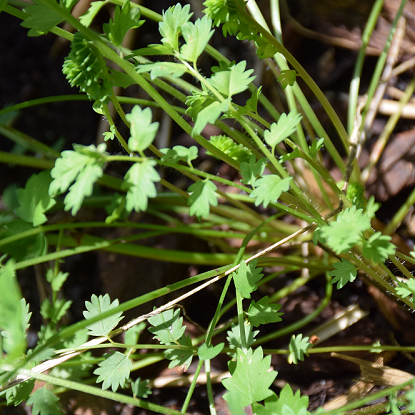 Image de Petite pimprenelle - Sanguisorba minor - "salade vivace"