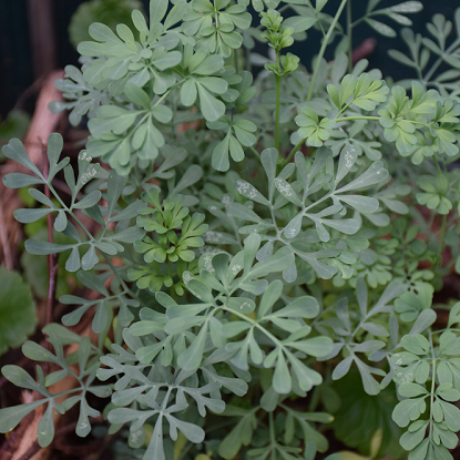 Image de Rue officinale - Ruta graveolens