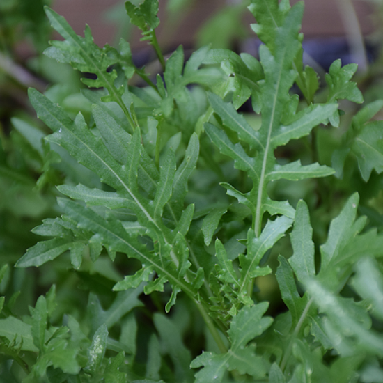 Image de Roquette sauvage - Diplotaxis tenuifolia - "salade vivace"