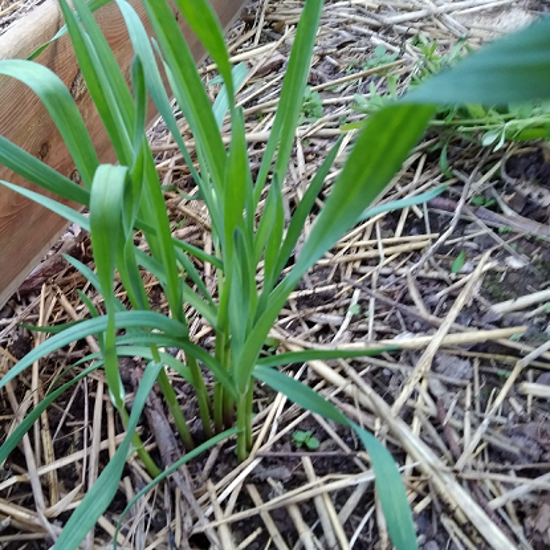 Image de Ail 'rocambolle' - Allium scorodoprasum