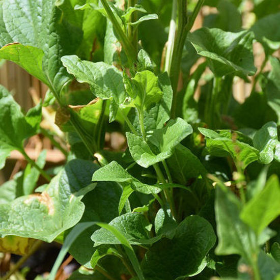 Image de Epinard vivace - Chénopode 'Bon- Henri' - Chenopodium 'Bonus Henricus'