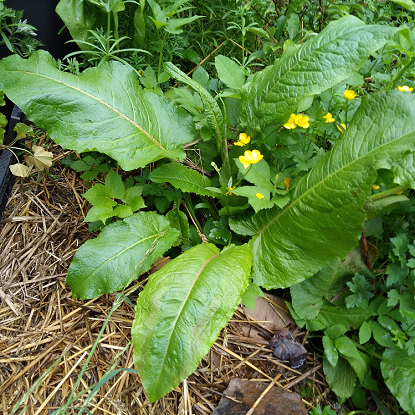 Image de Oseille commune - Rumex acetosa - "salade vivace"