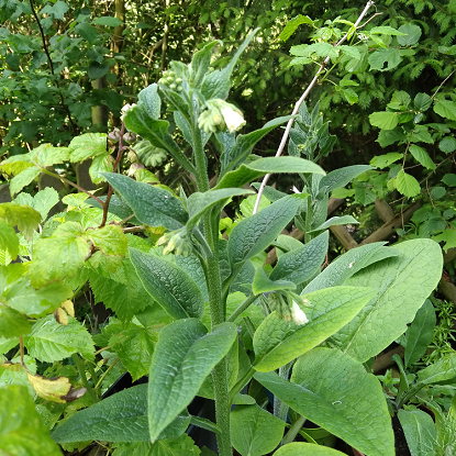 Image de Consoude officinale - Symphytum officinale