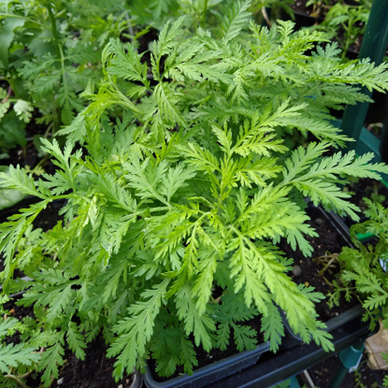 Image de Armoise annuelle - Artemisia annua