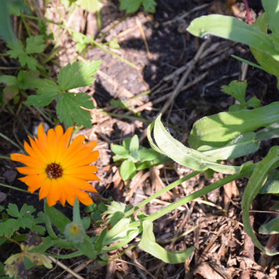 Image de Soucis des jardins - Calendula officinalis
