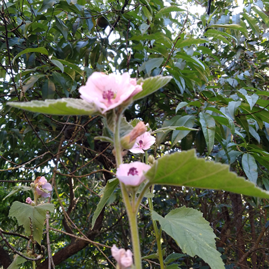 Image de Guimauve -   Althaea officinalis