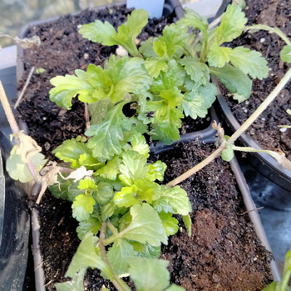 Image de Verveine - Verbena officinalis