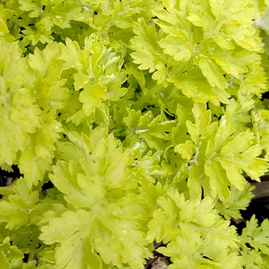 Image de Grande Camomille dorée - Tanacetum parthenium 'aureum'