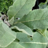 Image de Bouillon blanc - Molène - Verbascum thapsus