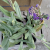 Image de Buglosse - Bourrache bâtarde - Anchusa officinalis