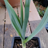 Image de Poireau perpétuel - Allium ampeloprasum holmense