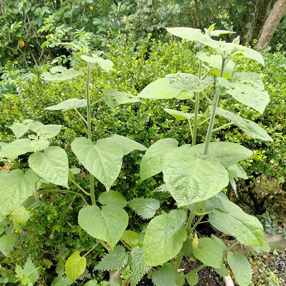 Image de Physalis - Physalis alkegengi - Alkékenge