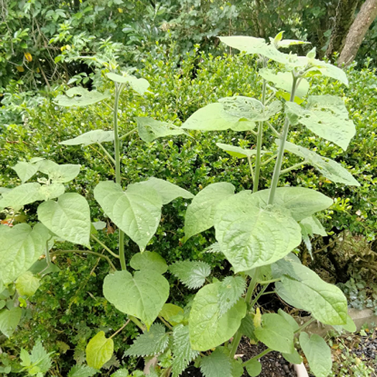Image de Physalis - Physalis alkegengi - Alkékenge