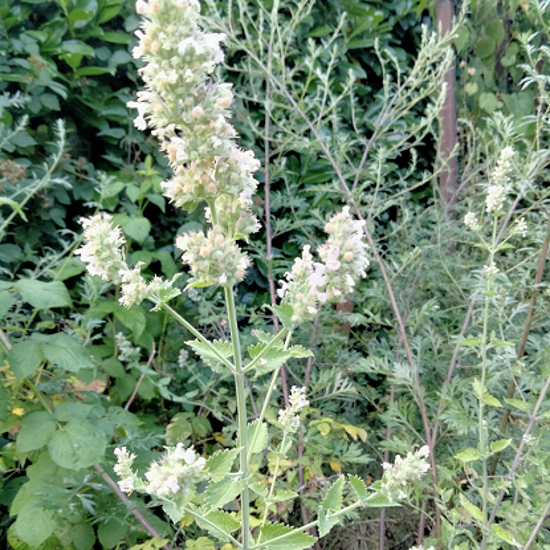 200 Graines d'Herbe à Chat Cataire - Nepeta Cataria - méthode BIO