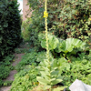 Image de Bouillon blanc - Molène - Verbascum thapsus