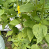 Image de Aigremoine - Thé du Nord - Agrimonia eupatoria