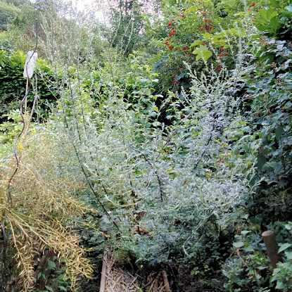 Image de Armoise vivace (citronnelle) - Artemisia vulgaris