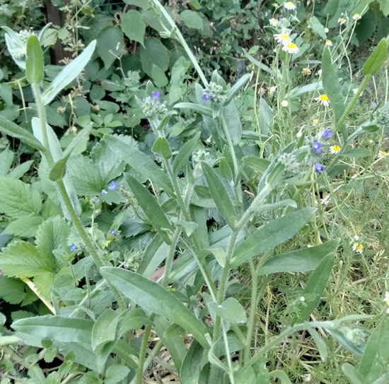 Image de Buglosse - Bourrache bâtarde - Anchusa officinalis