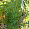 Image de Calament - Calamintha Nepeta