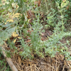 Image de Hysope - Hyssopus officinalis