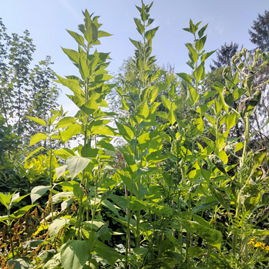 Image de Hélianti - Helianthus strumosus