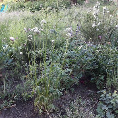 Image de Valériane officinale - Valeriana officinalis