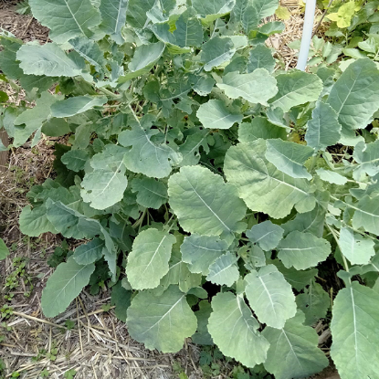 Image de Chou perpétuel daubenton - Brassica oleracea ramosa