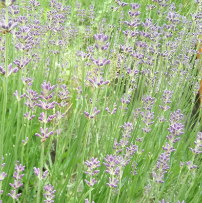 Image de Lavande vraie - Lavandula angustifolia hidcote