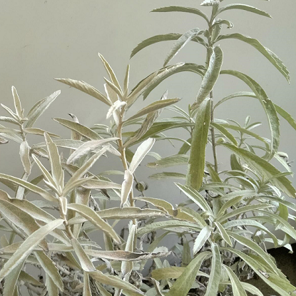 Image de Armoise de Louisiane - Artemisia ludoviciana