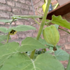 Image de Physalis - Physalis alkegengi - Alkékenge