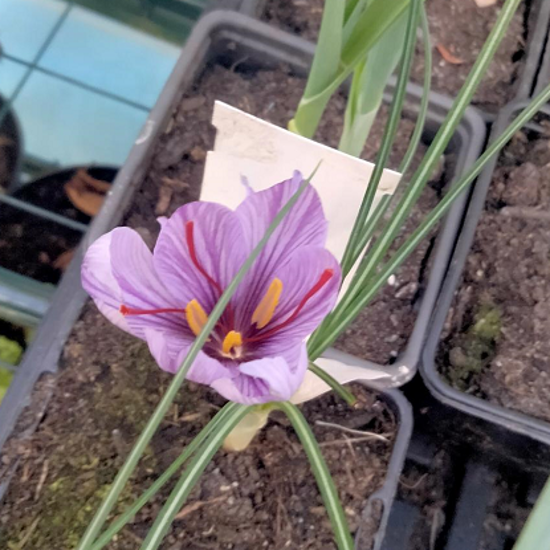 Image de Safran - Crocus sativus