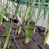 Image de Safran - Crocus sativus